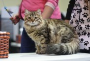 Starptautiskā kaķu izstāde Ķeizarmežā 2017 - 26