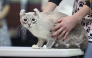Starptautiskā kaķu izstāde Ķeizarmežā 2017 - 30