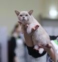 Starptautiskā kaķu izstāde Ķeizarmežā 2017 - 31