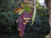 banāna zieds