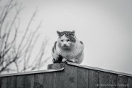 Ielas kaķi Rīgas mazdārziņos - 12