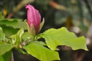 Pavasaris Salaspils botāniskajā dārzā - 3