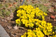 Pavasaris Salaspils botāniskajā dārzā - 11