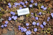 Pavasaris Salaspils botāniskajā dārzā - 14