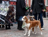 Dzīvnieku tiesību sargi protestā pie Saeimas pieprasīs "cilvēcīgu cirku" - 18