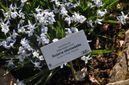 Salaspils botāniskā dārza ekspozīcija pavasarī  - 4