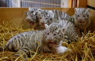 Baltie tīģerēni zoodārzā Austrijā - 6