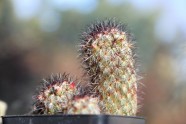 Kaktusu izstāde LU Botāniskajā dārzā - 6