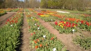 Burbišķu muižas dārzā zied tulpes - 15