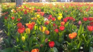 Burbišķu muižas dārzā zied tulpes - 21