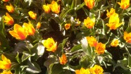 Burbišķu muižas dārzā zied tulpes - 26
