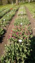 Burbišķu muižas dārzā zied tulpes - 27