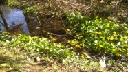 Burbišķu muižas dārzā zied tulpes - 39