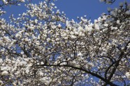 Magnoliju ziedēšana LU Botāniskajā dārzā  - 2