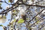 Magnoliju ziedēšana LU Botāniskajā dārzā  - 3