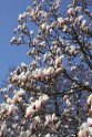Magnoliju ziedēšana LU Botāniskajā dārzā  - 4