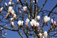 Magnoliju ziedēšana LU Botāniskajā dārzā  - 5