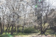 Magnoliju ziedēšana LU Botāniskajā dārzā  - 6