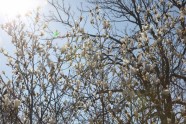 Magnoliju ziedēšana LU Botāniskajā dārzā  - 7