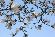 Magnoliju ziedēšana LU Botāniskajā dārzā  - 8