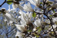 Magnoliju ziedēšana LU Botāniskajā dārzā  - 9