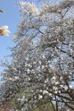 Magnoliju ziedēšana LU Botāniskajā dārzā  - 10