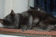 Gita Grantiņa un viņas izglābtie kaķi - 9