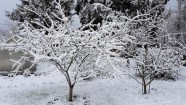 Sniegots 10. maija rīts Rīgā - 1