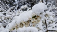 Sniegots 10. maija rīts Rīgā - 4