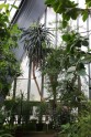 Pūķkoka ziedēšana LU Botāniskajā dārzā 