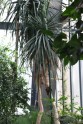 Pūķkoka ziedēšana LU Botāniskajā dārzā  - 2