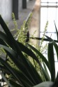 Pūķkoka ziedēšana LU Botāniskajā dārzā  - 3