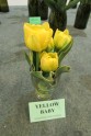 Tulpju ziedu izstāde Liepājā - 4