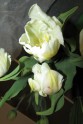 Tulpju ziedu izstāde Liepājā - 10