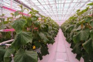Atklāj "Getliņi EKO" gurķu audzēšanas siltumnīcu - 3