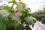 Atklāj "Getliņi EKO" gurķu audzēšanas siltumnīcu - 11