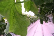 Atklāj "Getliņi EKO" gurķu audzēšanas siltumnīcu - 15