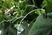 Atklāj "Getliņi EKO" gurķu audzēšanas siltumnīcu - 18
