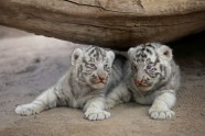 Baltie tīģerēni zoodārzā Meksikā - 2