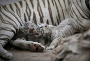 Baltie tīģerēni zoodārzā Meksikā - 3