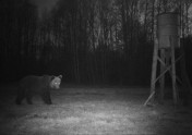 Kamerās fiksētie lāči Latvijā - 1