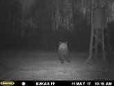 Kamerās fiksētie lāči Latvijā - 4