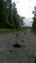 Ceļa posmā Ranka - Jaunpiebalga sastādīti koki bedrēs - 1