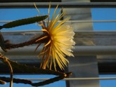 Salaspils botāniskajā dārzā zied "Nakts karaliene" - 1