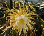 Salaspils botāniskajā dārzā zied "Nakts karaliene" - 2
