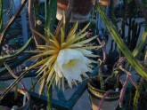 Salaspils botāniskajā dārzā zied "Nakts karaliene" - 6