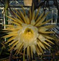 Salaspils botāniskajā dārzā zied "Nakts karaliene" - 7