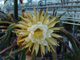 Salaspils botāniskajā dārzā zied "Nakts karaliene" - 8
