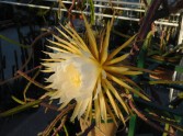 Salaspils botāniskajā dārzā zied "Nakts karaliene" - 11