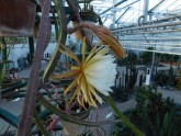 Salaspils botāniskajā dārzā zied "Nakts karaliene" - 14